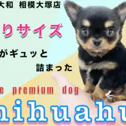 【 チワワ 】生後50日で体重432g!ティーカップサイズ!?可愛い姿を大公開！