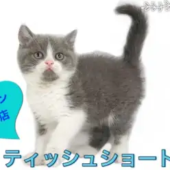【 ブリティッシュショートヘア 】可愛すぎるお顔! 初心者必見子猫の育て術!