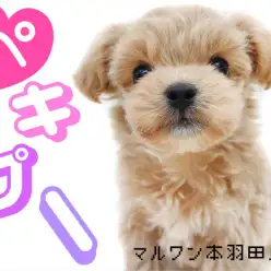 【 MIX 】ドワーフ体型のMIX登場！トイプードルとペキニーズの激カワ顔に注目