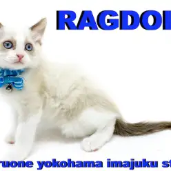 【 ラグドール 】スローライフのベストパートナー！青い瞳のおっとりニャンコ！