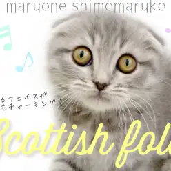 【 スコティッシュフォールド 】まさにプレミアム！華麗なルックスに驚きの性格！