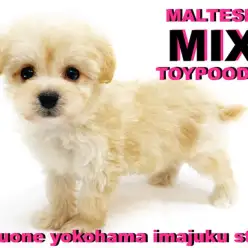 【 マルプー 】マルチーズとトイプードルの最強MIX！女の子の様な甘えんBOY！