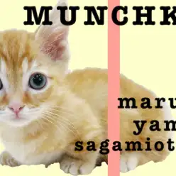 【 マンチカン 】初心者にオススメレッドタビー！超短足の可愛すぎる仕草にも注目！