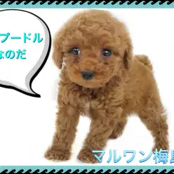 【 トイプードル 】レッドカラーの男の子！子犬の月齢毎の生活のポイントをご紹介！