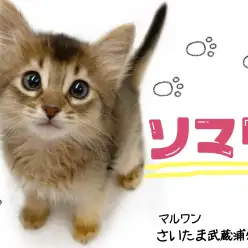 【 ソマリ 】可愛いすぎる見た目や性格！ソマリ好きの方必見！！