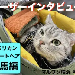 【 ユーザーレビュー 】横浜今宿店ユーザーインタビュー！アメリカンショートヘア編