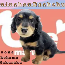 【 カニンヘン・ダックスフント 】手乗りサイズ！人気カラーのブラック＆タン登場！