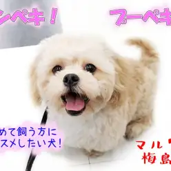 【 MIX・プードル×ペキニーズ 】トイレ完璧!オスワリ完璧!プーペキ!