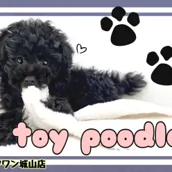 【 トイプードル 】『目はどこ?』激カワまっ黒プードル