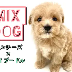 【 MIX犬 】生後2ヶ月で664g!小柄なマルプーちゃんと過ごすドッグライフのすすめ!