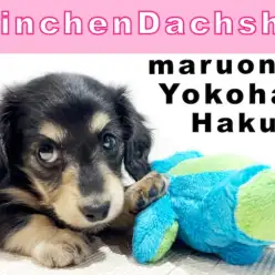 【 カニンヘンダックスフント 】ブラック&イエロー!しつけの第一歩はココを触る!