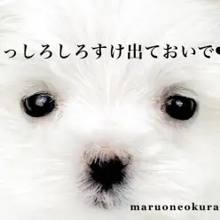 【 マルチーズ 】透き通るような純白の被毛が美しい小さめマルチ登場！