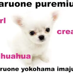 【 チワワ 】生後53日で457g!クリーム・ドワーフ・童顔フェイスの女の子!