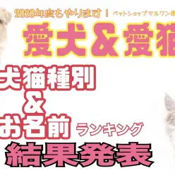 【 大倉山店愛犬・愛猫名前ランキング 】お名前は我が子に贈る最初で最高の贈り物！