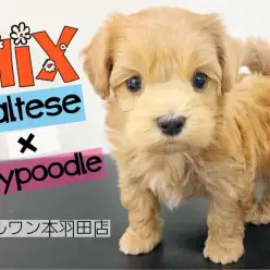 【 MIX 】短足が可愛い！ドワーフ体型の激カワなマルプーが羽田に新登場！