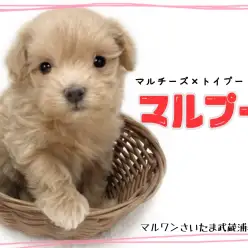 【 MIX・マルプー 】癒し系の女の子!マルプーちゃんをおむかえしたら!!