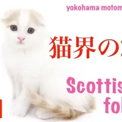 【 スコティッシュフォールド 】「猫界のF」！？超垂れ耳スコの女の子登場！