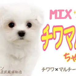 【 MIX・チワマル 】両親の良いとこ取り!!チワマルちゃんの魅力や性格をご紹介!