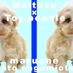 【 MIX犬 】可愛さと飼いやすさを兼ね揃えたマルプー！ユーザー目線で魅力を語る