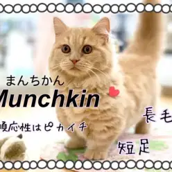 【 マンチカン 】短足、長毛、人馴れバッチリな男の子！港北NT店に仲間入り！