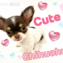 【 チワワ 】大きな目、大きな耳の可愛らしいキュートチワワ