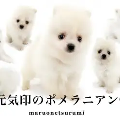 【 ポメラニアン 】コットンフラワーの様な被毛！愛らしさ満点ポジティブガール！