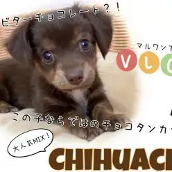 【 チワックス 】愛くるしくさ満点！！お腹を見せて甘える姿に胸キュン間違いなし！