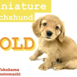 【 ミニチュアダックスフント 】ゴールド被毛が美しい女の子がやって来た！