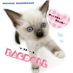 【 ラグドール 】抱きしめたくなる美猫！鳴き声からわかるネコの気持ちを教えます！