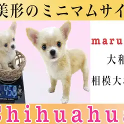 【 チワワ 】マニアが語る！生後50日で456g!小さめの手乗りサイズ！