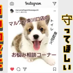 【 子犬を迎えたら 】トイレ＆分離不安予防/お迎えから10日間守って頂きたいルール解説