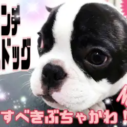 【 フレンチブルドッグ 】愛すべきぶちゃかわ!ムダ吠えなし!賢いわんこに成長中!