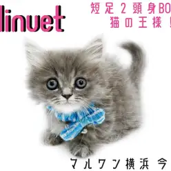 【 ミヌエット 】超短足の2頭身BODY！抱っこもお留守番もOKな甘えん坊男子！