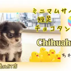 【 チワワ 】元気印！短足チョコタンのプリンセス