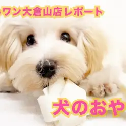 【 犬のおやつ考察 】ワンちゃんにオヤツは必要？オヤツマニアが徹底調査！！
