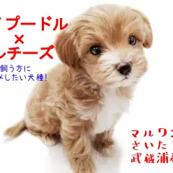 【MIX・マルプー】初めての方にマルプーちゃんがオススメな理由とは!
