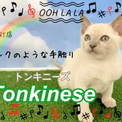 【 トンキニーズ 】プラチナカラーの美猫がやってきた！