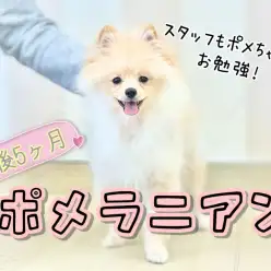 【 ポメラニアン 】生後5か月半の白たぬきポメちゃん!現在の姿を大公開!