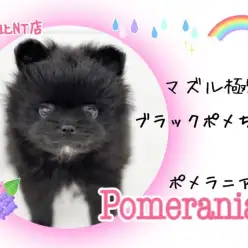 【 ポメラニアン 】マズル極短！毛量たっぷりブラックカラーのプレミアムたぬきポメ