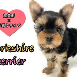 【 ヨークシャーテリア 】超美形×ミニサイズのハイクラスな手乗りヨーキー登場!!
