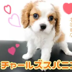 【 キャバリアキングチャールズスパニエル 】癒し犬代表！温厚レディ登場！