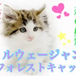 【 ノルウェージャンフォレストキャット 】甘えん坊マイペースな森の妖精！
