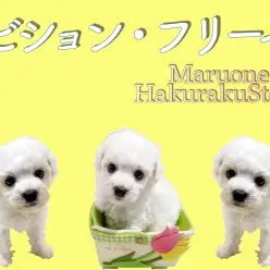 【 ビションフリーゼ 】超おっとり系甘えんBOY！お迎え後のサポートもご紹介！