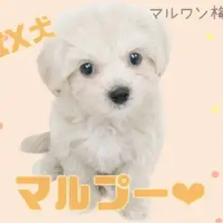 【 MIX・マルプー 】いい子に育てるためのしつけのポイント教えます！