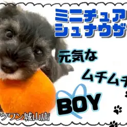 【 ミニチュアシュナウザー 】ムチムチボディと甘えん坊な男の子