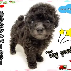 【 トイプードル 】希少なシルバーカラー!珍しさとエレガントさを求めるならこの子!!