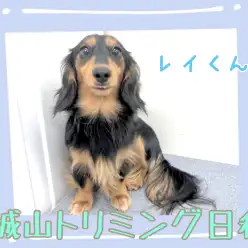 【 城山トリミング 】城山トリミング日和 No.7『レイちゃん』