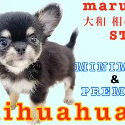 【 チワワ 】麻呂眉と大きなお耳がポイント！生後50日で470gの小さめサイズ！