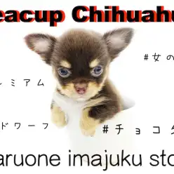 【 チワワ 】ティーカップサイズ・ドワーフ・チョコレートカラー！プレミアム女子！