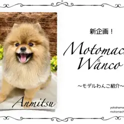 【 元町トリミング 】新企画！Motomachi Wancoモデル犬！
